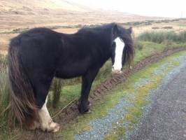 Mercury - Horse in Dingle Ireland